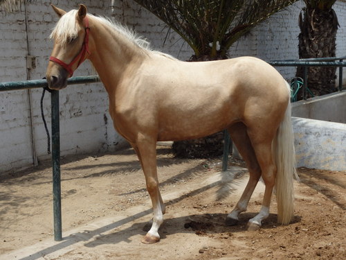 Peruvian Step Horse Show.